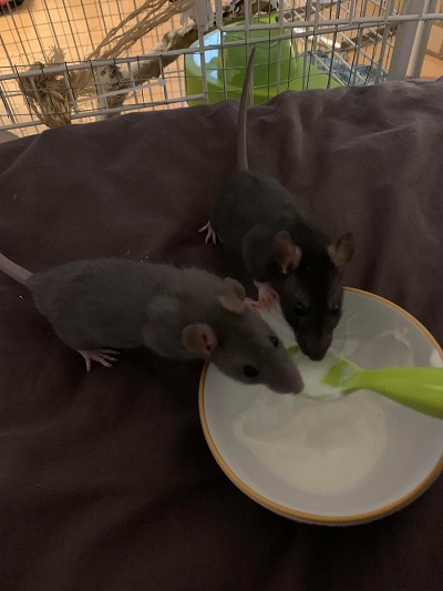 Mes Premiers Rats Tout Savoir Sur Le Rat Domestique