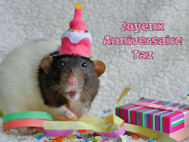 Joyeux Anniversaire Taz Tout Savoir Sur Le Rat Domestique