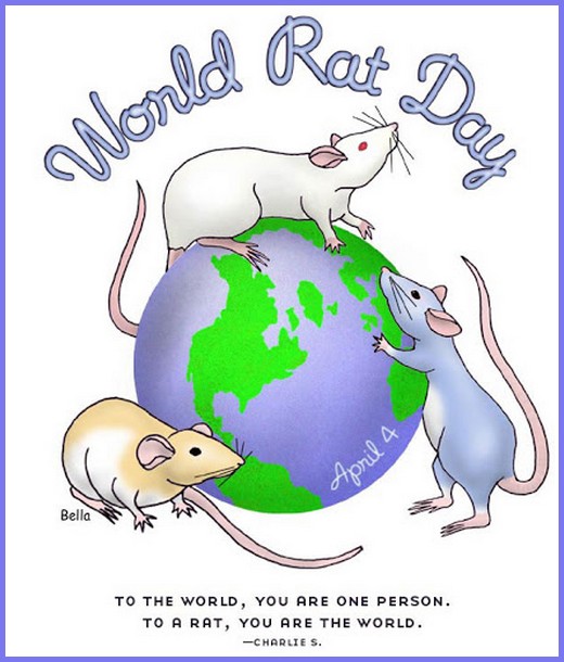 Journée mondiale du rat tout savoir sur le rat domestique